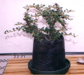 Nursery stock Cotoneaster