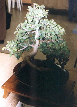 Ficus Natalensis