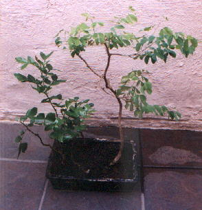 The rescued trees