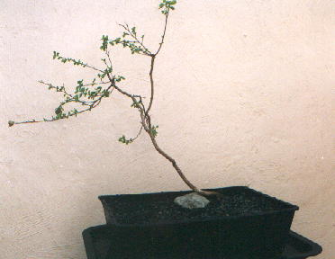 Transplanted into a large training pot