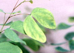 Mopane Tree??